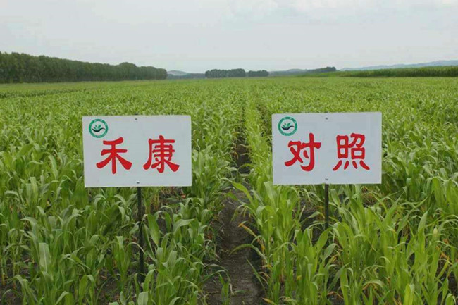 黑龍江農(nóng)墾五九七農(nóng)場(chǎng)鹽堿地開(kāi)發(fā)應(yīng)用禾康土壤調(diào)理劑(圖4)