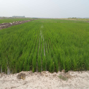2015,吉林鎮(zhèn)賚縣鹽堿荒地改良應(yīng)用禾康當(dāng)年成功種植水稻(圖5) 2015,吉林鎮(zhèn)賚縣鹽堿荒地改良應(yīng)用禾康當(dāng)年成功種植水稻(圖5)