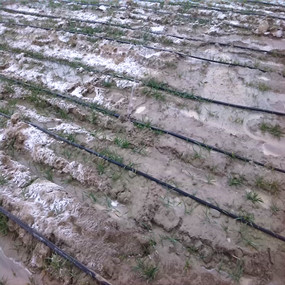 2014年,新疆奎屯開干齊鄉(xiāng)重度鹽堿地種植小麥?zhǔn)┯秘曁锿寥勒{(diào)理劑 (商品名:禾康),效果顯著(圖4) 2014年,新疆奎屯開干齊鄉(xiāng)重度鹽堿地種植小麥?zhǔn)┯秘曁锿寥勒{(diào)理劑 (商品名:禾康),效果顯著(圖4)
