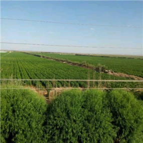 2014年,鹽堿地種植苜蓿—甘肅張掖臨澤縣鹽堿地改良施用貢田土壤調(diào)理劑(商品名:禾康)(圖9) 2014年,鹽堿地種植苜?!拭C張掖臨澤縣鹽堿地改良施用貢田土壤調(diào)理劑(商品名:禾康)(圖9)
