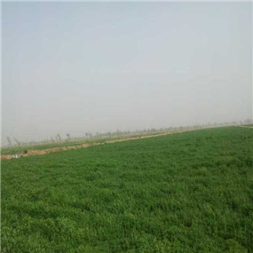 2014年,鹽堿地種植苜蓿—甘肅張掖臨澤縣鹽堿地改良施用貢田土壤調(diào)理劑(商品名:禾康)(圖4) 2014年,鹽堿地種植苜?!拭C張掖臨澤縣鹽堿地改良施用貢田土壤調(diào)理劑(商品名:禾康)(圖4)