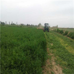 2014年,鹽堿地種植苜蓿—甘肅張掖臨澤縣鹽堿地改良施用貢田土壤調(diào)理劑(商品名:禾康)(圖8) 2014年,鹽堿地種植苜?!拭C張掖臨澤縣鹽堿地改良施用貢田土壤調(diào)理劑(商品名:禾康)(圖8)