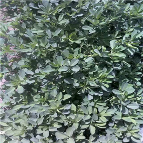 2014年,鹽堿地種植苜?!拭C張掖臨澤縣鹽堿地改良施用貢田土壤調(diào)理劑(商品名:禾康)(圖3) 2014年,鹽堿地種植苜蓿—甘肅張掖臨澤縣鹽堿地改良施用貢田土壤調(diào)理劑(商品名:禾康)(圖3)