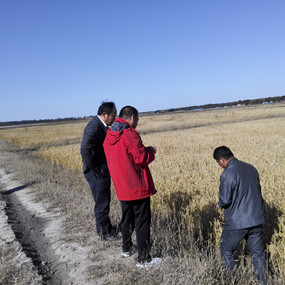 鹽堿地種植水稻當年取得成功—2014年吉林省鎮(zhèn)賚縣電視臺新聞報道(圖5) 鹽堿地種植水稻當年取得成功—2014年吉林省鎮(zhèn)賚縣電視臺新聞報道(圖5)