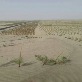 鹽堿地種植大棗—2013年新疆和田利用禾康改良鹽堿荒地種植大棗(圖1) 鹽堿地種植大棗—2013年新疆和田利用禾康改良鹽堿荒地種植大棗(圖1)