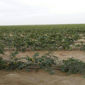 鹽堿地種植大棗—2013年新疆和田利用禾康改良鹽堿荒地種植大棗(圖2) 鹽堿地種植大棗—2013年新疆和田利用禾康改良鹽堿荒地種植大棗(圖2)