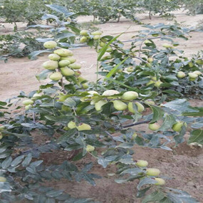 鹽堿地種植大棗—2013年新疆和田利用禾康改良鹽堿荒地種植大棗(圖4) 鹽堿地種植大棗—2013年新疆和田利用禾康改良鹽堿荒地種植大棗(圖4)