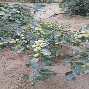 鹽堿地種植大棗—2013年新疆和田利用禾康改良鹽堿荒地種植大棗(圖3) 鹽堿地種植大棗—2013年新疆和田利用禾康改良鹽堿荒地種植大棗(圖3)