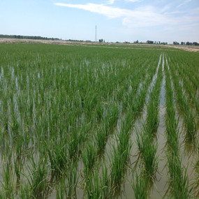 鹽堿荒地改良種植水稻—2013 年吉林鎮(zhèn)賚利用禾康改良鹽堿荒地種稻當年取得高產(chǎn)(圖3)
