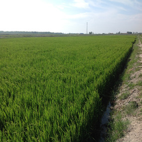 鹽堿荒地改良種植水稻—2013 年吉林鎮(zhèn)賚利用禾康改良鹽堿荒地種稻當年取得高產(chǎn)(圖5)