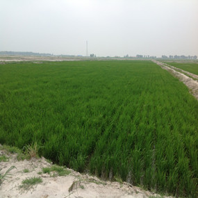 鹽堿荒地改良種植水稻—2013 年吉林鎮(zhèn)賚利用禾康改良鹽堿荒地種稻當年取得高產(chǎn)(圖4)