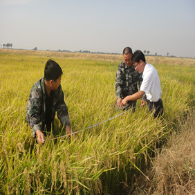2010年吉林鹽堿地改良種稻示范(圖4) 2010年吉林鹽堿地改良種稻示范(圖4)