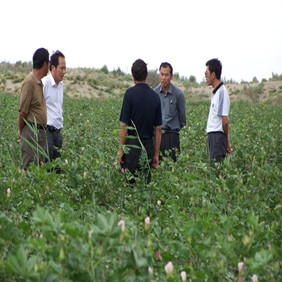2005年新疆兵團150團棉花示范田(圖4) 2005年新疆兵團150團棉花示范田(圖4)