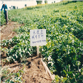 2002年新疆兵團農(nóng)七師131團鹽堿地改良種甜瓜示范(圖4)
