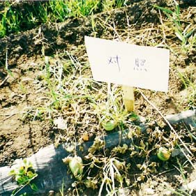 2002年新疆兵團農(nóng)七師131團鹽堿地改良種甜瓜示范(圖3)