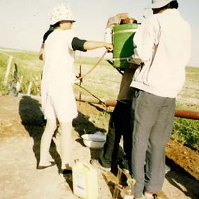 2000年新疆哈密西戈壁開(kāi)發(fā)區(qū)鹽堿地改良種植哈密瓜(圖5) 2000年新疆哈密西戈壁開(kāi)發(fā)區(qū)鹽堿地改良種植哈密瓜(圖5)
