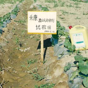 2000年新疆哈密西戈壁開(kāi)發(fā)區(qū)鹽堿地改良種植哈密瓜(圖4) 2000年新疆哈密西戈壁開(kāi)發(fā)區(qū)鹽堿地改良種植哈密瓜(圖4)