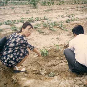2000年新疆哈密西戈壁開(kāi)發(fā)區(qū)鹽堿地改良種植哈密瓜(圖6) 2000年新疆哈密西戈壁開(kāi)發(fā)區(qū)鹽堿地改良種植哈密瓜(圖6)