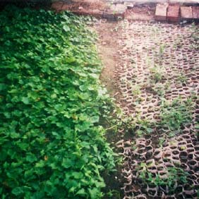 2001年哈密鹽堿地種植葡萄、花生(圖2) 2001年哈密鹽堿地種植葡萄、花生(圖2)