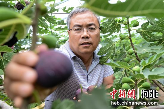 河北省農(nóng)林科學(xué)院濱海農(nóng)業(yè)研究所研究員魯雪林正在查看無花果長勢。 作者 李連君 河北省農(nóng)林科學(xué)院濱海農(nóng)業(yè)研究所研究員魯雪林正在查看無花果長勢。 作者 李連君