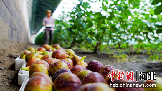 曹妃甸區(qū)中國鹽生植物園天旭溫泉小鎮(zhèn)內(nèi)農(nóng)民正在采摘無花果。 季春天 攝 曹妃甸區(qū)中國鹽生植物園天旭溫泉小鎮(zhèn)內(nèi)農(nóng)民正在采摘無花果。 季春天 攝