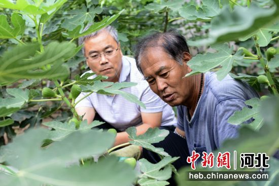 河北省農(nóng)林科學(xué)院濱海農(nóng)業(yè)研究所研究員魯雪林正在為農(nóng)戶講解鹽堿地?zé)o花果栽培技術(shù)。 李連君 河北省農(nóng)林科學(xué)院濱海農(nóng)業(yè)研究所研究員魯雪林正在為農(nóng)戶講解鹽堿地?zé)o花果栽培技術(shù)。 李連君