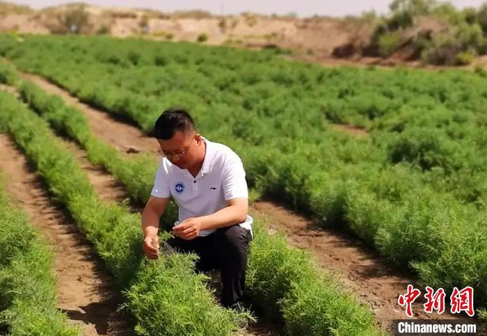 鹽地堿蓬有很高的食用和藥用保健價(jià)值?!『〗?攝