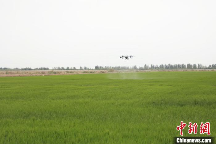 無人機在噴施葉面肥?!《判旅?攝 無人機在噴施葉面肥。 杜新民 攝